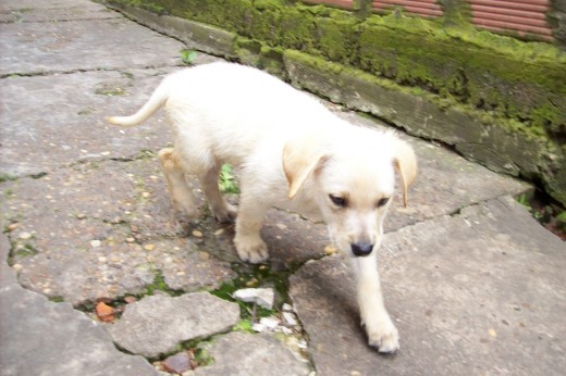 pancho con 2 meses recien bañado