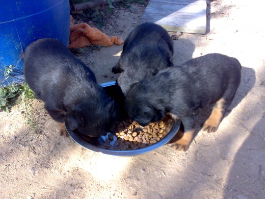 comiendo pienso leche y pate