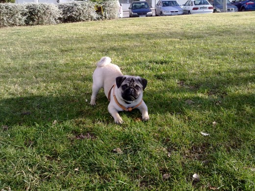 este es Kiwi un carlino de casi 2 años lleno de energia 