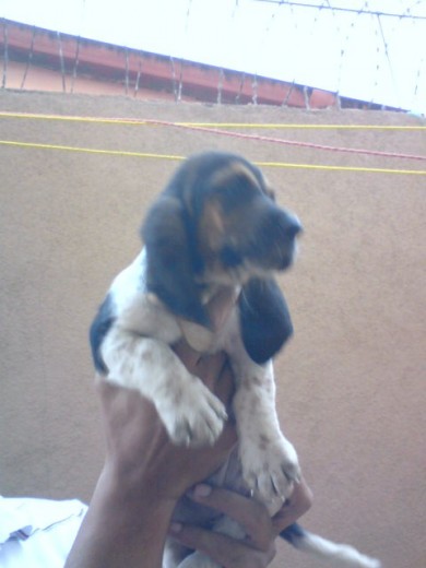 mira mis orejotas...
2 meses
