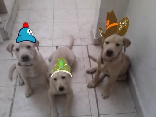 los 3 hermanos