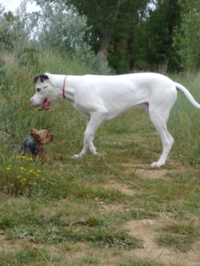 os presento a mis dos furias o al punto y la i