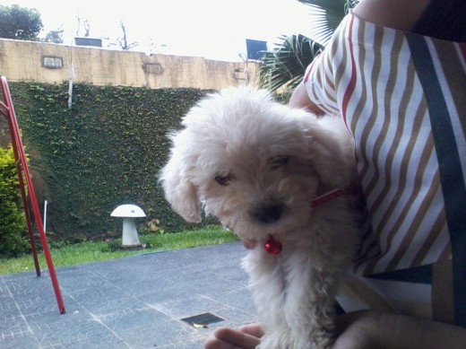 Mi Perro Coco  (Caniche Toy  )