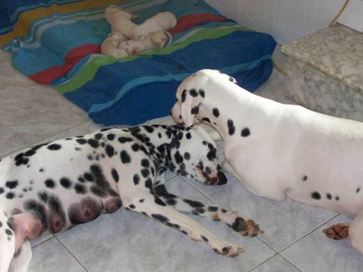 Pongo y Danka
Él estava lamiendo su oreja!
Adios!