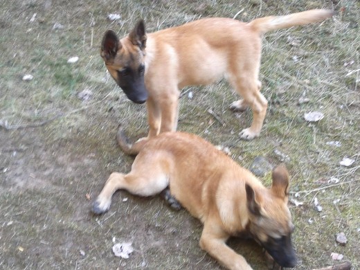 mi cachorro mali con una mali de un colega del mismo tiempo mas o menos
