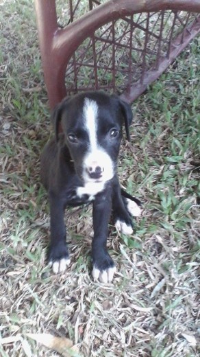 lulu con sus dos meses y medio