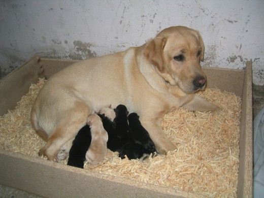 Madre y camada de KUN