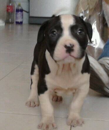 pequeño  y curioso apenas a cumplir 2 meses