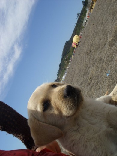 Nuestro primer cachorro labrador "Coffe", tiene 2 meses y es muy hermoso.