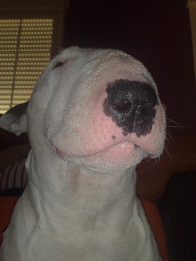 un autentico bull terrier