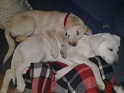 Shakira y Roco descansando juntos en el sofa de mi casa. Que morro.