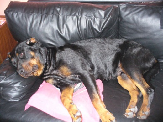 cata  durmiendo como una reina en el sofa