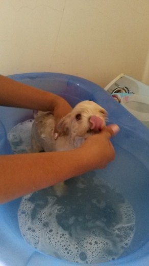 mi tierna cahorrita en su tina de baño refrescandose