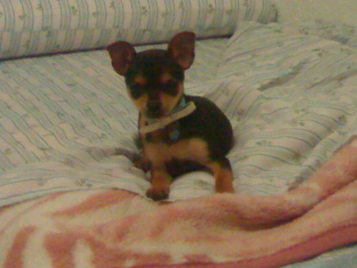 pos este es mi chispii
mi chihuahua!
