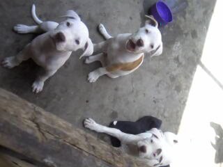 Soon Miz Bllos ..... 
Copito , Blaster,Luna ! Eran 7 Lz hrmanitOS pero lo tuvims qe regalar y aora solo qedan 2 mas su mama y aprte otros 2 pitbull mas grndes