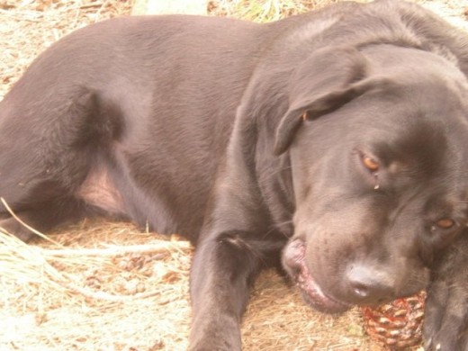 Nika en el monte, adora comer las piñas de los arboles