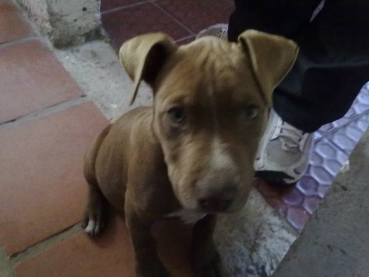 tayson 3 meses