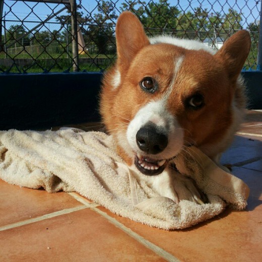 lucky, recien bañado!