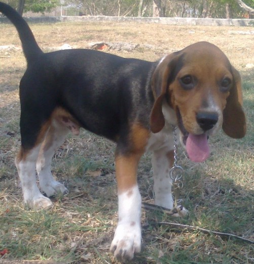 De paseo en el parque