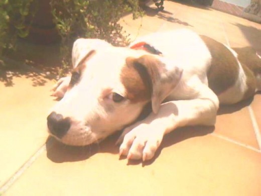 Tomando el sol