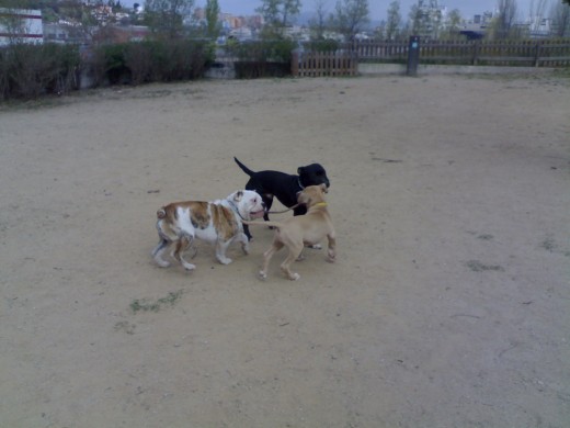 mi pitbull jugando con sus amigos 