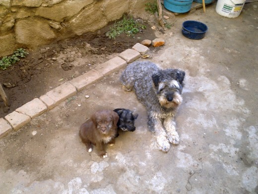 Gogly es el perro cafe, es un perro mestizo, aparece con Peque, una perrita shnauzer black and silver que es la perrita mas pequeña, por ultimo esta ozzy, es el mas viejo, tiene dos años, es shnauzer mediano, honestamente no nos gusta como se ven los shnauzer con su corte de falda y preferimos cepillarlo todos los dias.