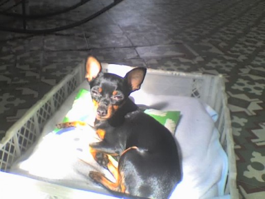 bruno tomando el sol