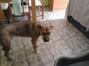 Este es mi cruce de boxer,con su bultito.