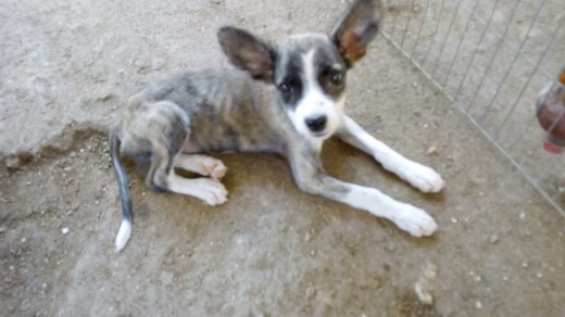 cruce de husky siberiano  con fila brasilero 2 meses