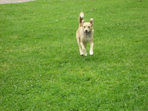 Correteando por el parque : )