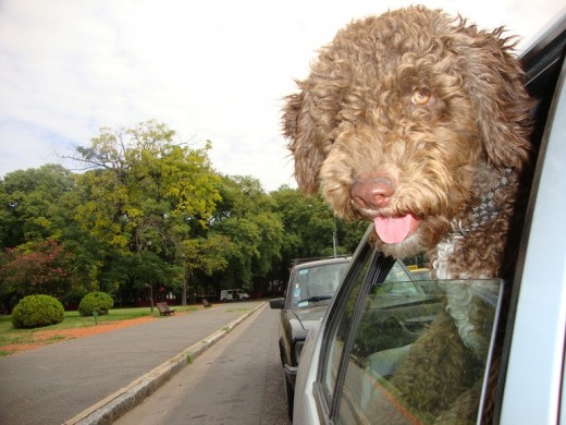 En el auto, le encanta el viento...