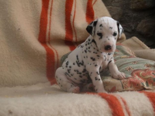 Este cachorro,que es Lalo,es un poco especial porque Nora no podía mas con todos los cachorros que parió.Este fue el último y el mas importante y cada vez tenemos que tener cuidado y darles unos cuidados especiales para Lalo.No vendemos los cachorros hasta primeros de Abril.