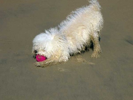 ¡Al fin descubrí la playa!