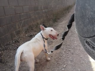 Gala estaba en la protecora de Gava ya fue adoptada