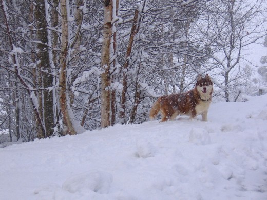 Jasper, durante la gran nevada de enero, en el bosque de abedules.