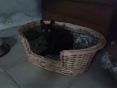Ares,Gatito negro de 3 meses. Lo ha pasado muy mal pero ya tiene confianza en las personas. Corre mucha prisa su adopción 
