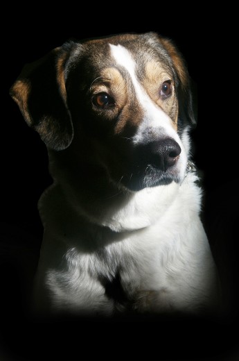 Este perro responde al nombre de Blapi, un macho mezcla con cazador, que nació el 24 de diciembre de 2003 y que actualmente tiene 9 años. 

Le gustan los largos paseos por la tierra y el césped, y saludar a otros perros que se encuentra por el paseo, tiende a hacer sus necesidades en los lugares donde mas gente pasa. 
Le encantan los huesos de carne, la yema del huevo, las pipas y los pistachos...
No le gusta estar solo ni que le toquen la cola. Sus orejas son sensibles y tiene cosquillas por lo tanto no le gusta que se las toquen.

Es un perro muy obediente aunque a veces le cuesta obedecer cuando va suelto. 

Tiene mucho cariño a los miembros de su familia.
Le gustan los perros pequeños y si son hembras mucho mejor. Tiene una novia, una perrita que se llama Lua, aunque lo suyo es un amor a distancia.
Aunque no esta castrado, no tiene hijos.

Le gusta el pienso aunque prefiere que en su plato haya una lata grande de carne.

Se lleva bien con dos tortugas que viven con él.

Blapi tiene dos juguetes favoritos, un trapo que lleva a todas partes con el que juega con sus amos y un peluche de la pantera rosa.

Su rincón favorito es aquél en el que esté colocada su esterilla y donde estén sus amos para hacer compañía en todo momento. También le gusta echarse en el suelo fresquito.

Blapi tiene pánico a los petardos. Su miedo es descomunal ya que les empieza a ladrar y llora constantemente. En este estado es imposible pasearlo porque se sienta en el suelo y no hay quien lo mueva. 

Duerme en su esterilla (pero a veces cuando no miran, se sube a la cama).

Blapi sabe sentarse cuando se lo piden, da las dos patitas, y si le presionas mucho también sabe tumbarse cuando se lo decimos. ¡Le encanta el sonido de la armónica! Es mas, siempre que alguien la toca intenta seguir el ritmo con sus ladridos!
