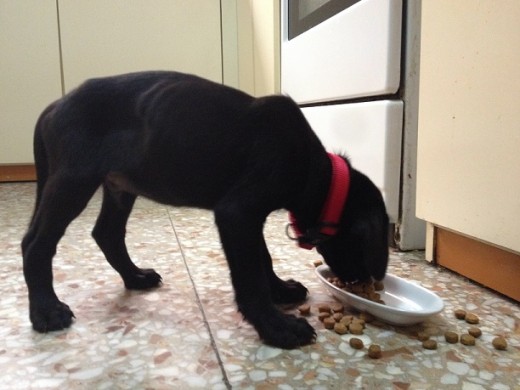 La primera comida en su nueva casa