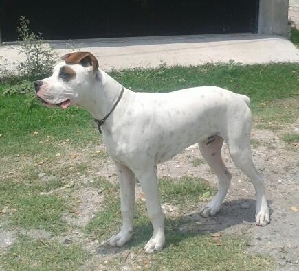 Este es mi amigo JACK, tiene 6 meses, alguien tiene idea de cuál puede ser la otra raza de la cruza? Es que a muchas personas les gusta pero cuando me preguntan no sé que contestar más que "es una cruza de boxer con no sé qué"  :( 