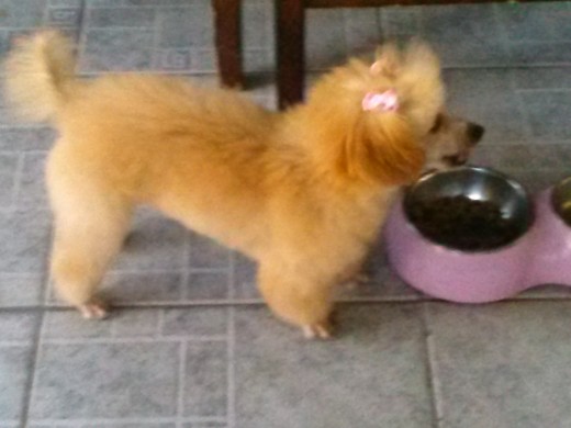 princess busca novio poodle con papeles pedigri