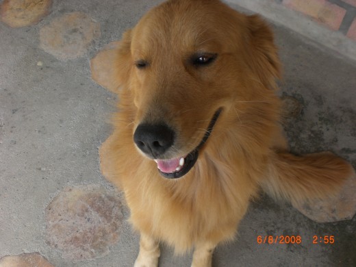 LUKAS, UN HERMOSO GOLDEN RETRIEVER DE 2 AÑOS Y MEDIO... ES MUY AMIGABLE Y UNA DE LAS RAZAS MAS NOBLES Y AMIGABLES... CON LOS NIÑOS SON LOS MAS PACIENTES.... ME ENCANTA ESTE ANIMAL.... AH!!! ES MUY EDUCADO