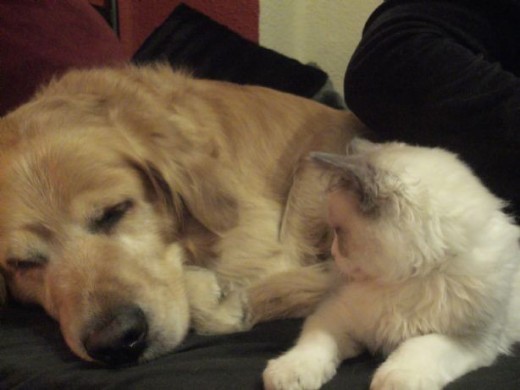 Mi gato queriendo fastidiar la siesta de mi perro.