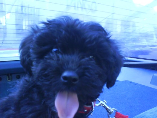 QUE HERMOXXA   CHIZPA DE CHOCOLATE