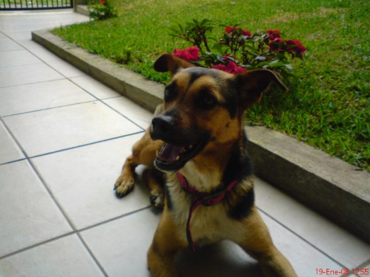 este es mi perro Boby que lo recogi de cachorro en un albergue.