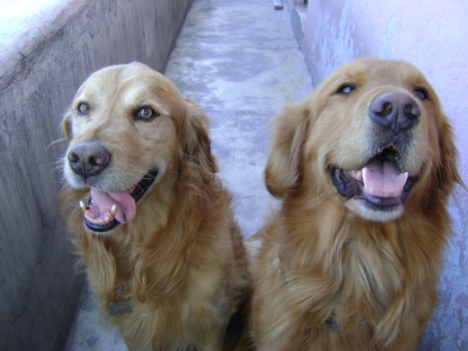 SANSON y REBELDE en pleno juego...
