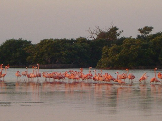 esto es en sisal al amanecer
millones de flamingos