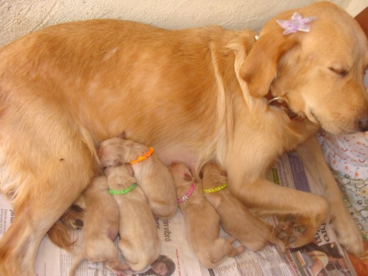 Sassy junto a sus cachorritos...