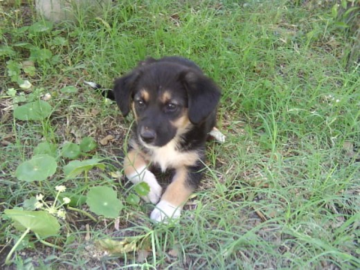 en mi jardin