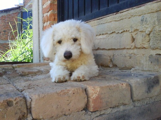 Ahi mi perrita estaba esperando a que saliera su vecina mimi para jugar 