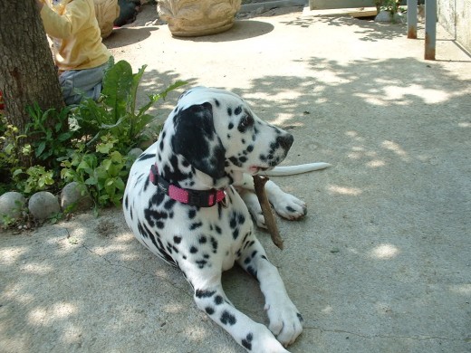 Mi Kira en un momento de relajación!!